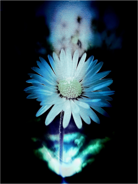 Fleur Lumineuse