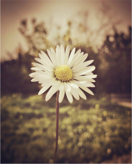 Je t'aime, un peu, beaucoup