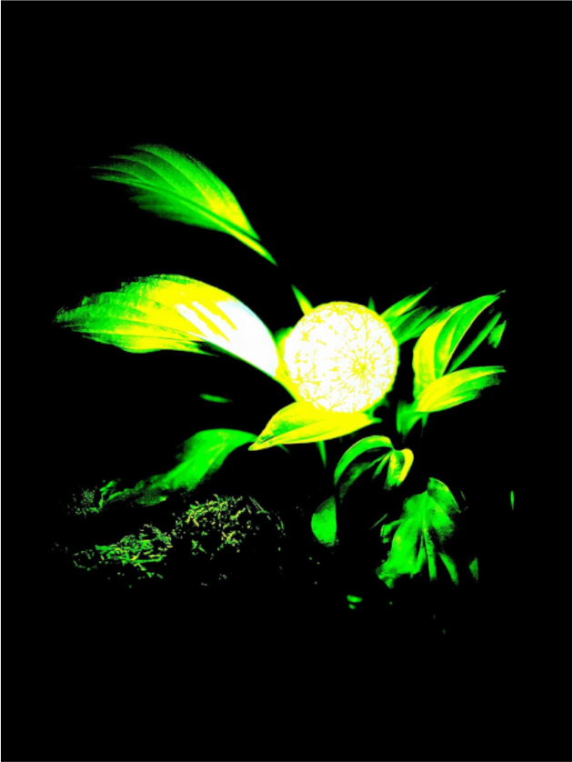 Éclat de Lumière végétale