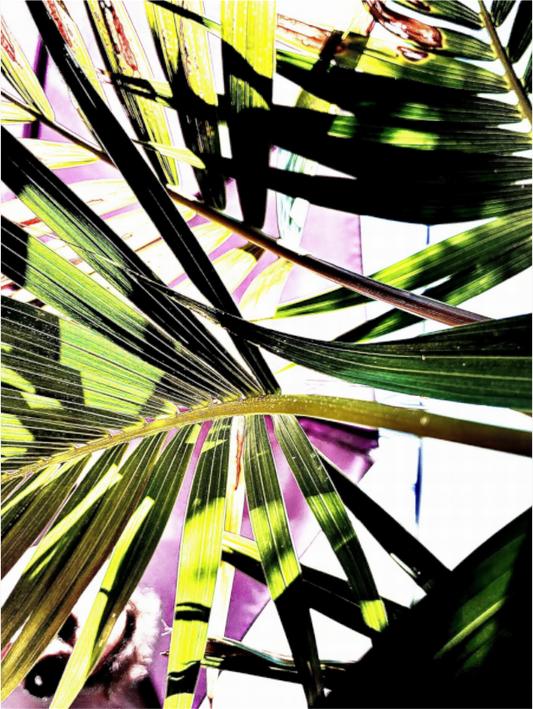 Fragmentation Végétale