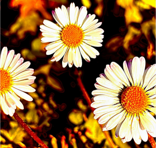 Danse des Marguerites