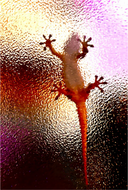 Silhouette Éphémère