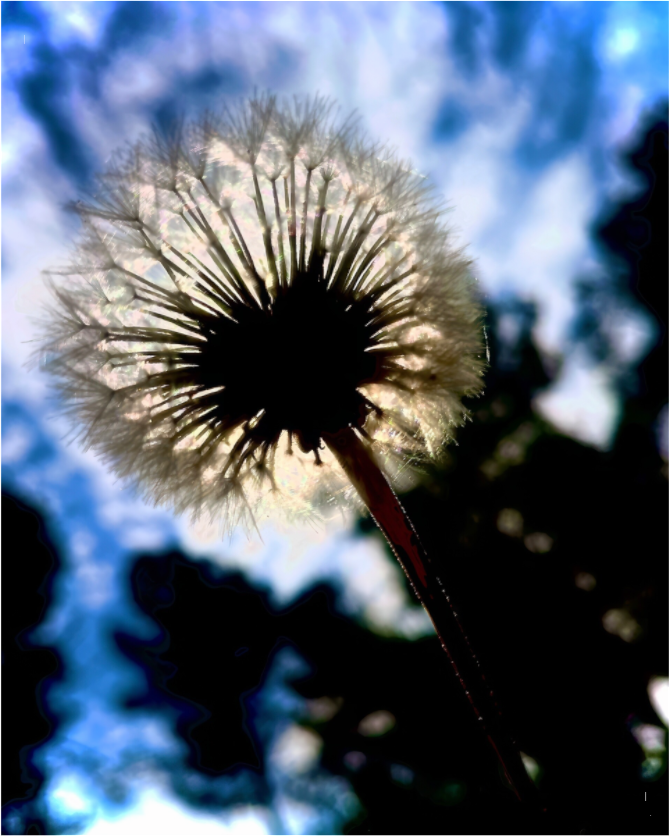 Fragilité en Lumière