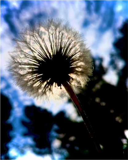 Fragilité en Lumière