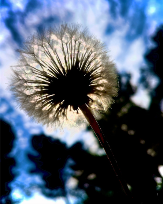 Fragilité en Lumière